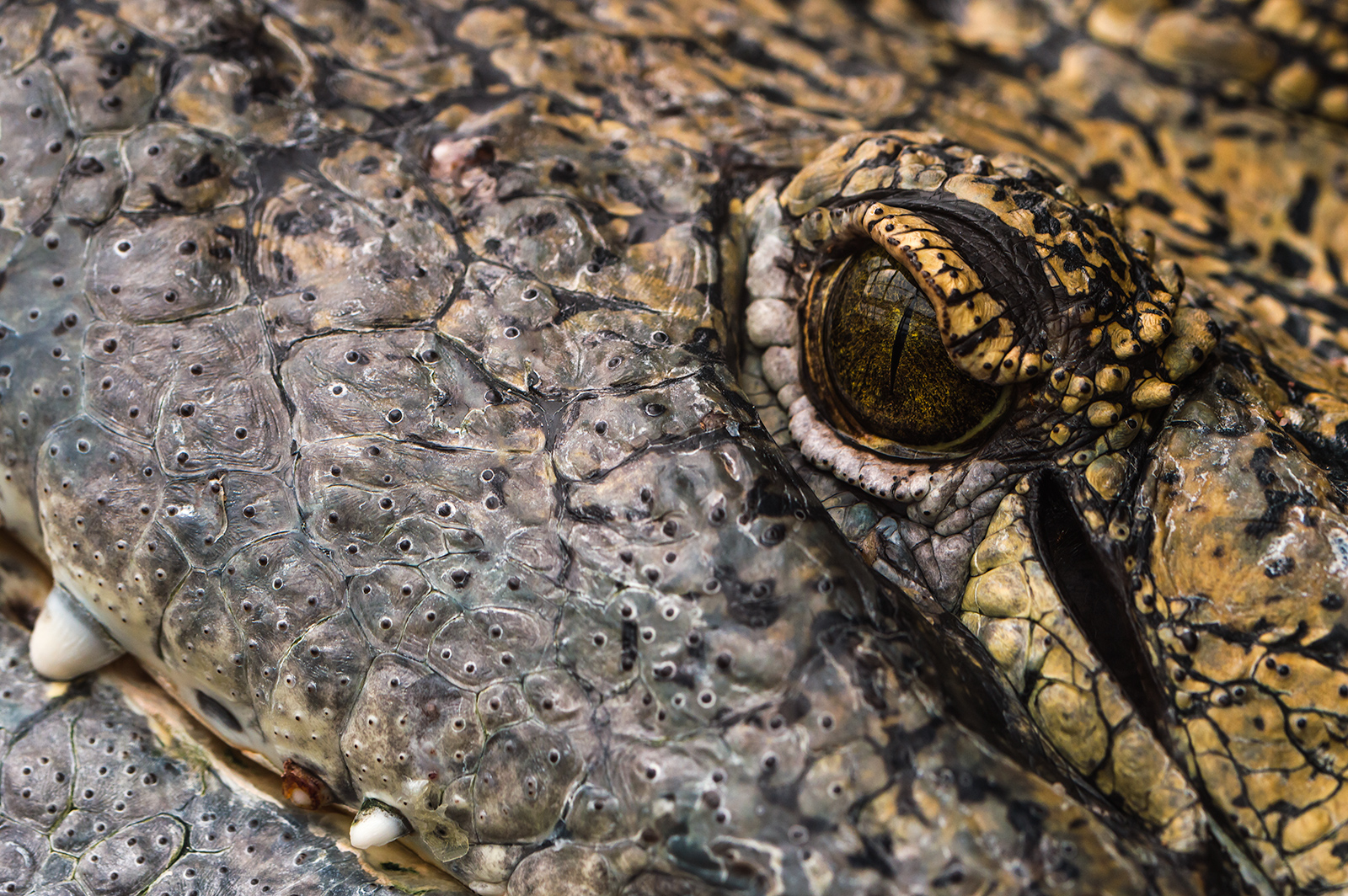 Crocodile