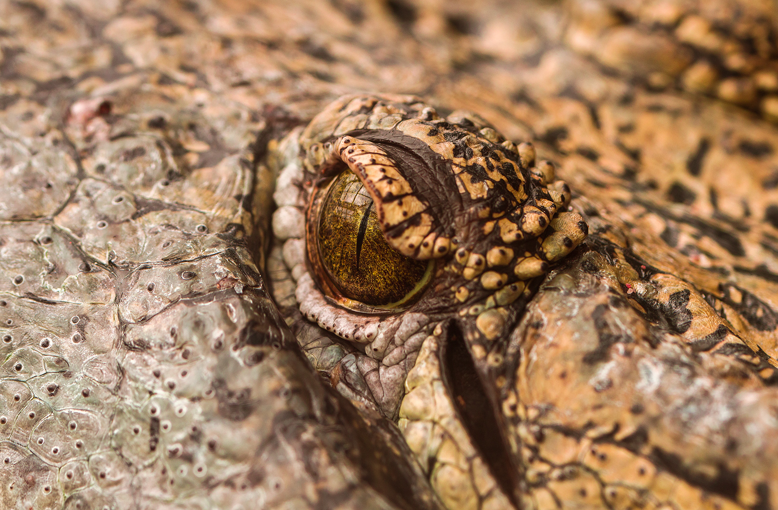 Crocodile