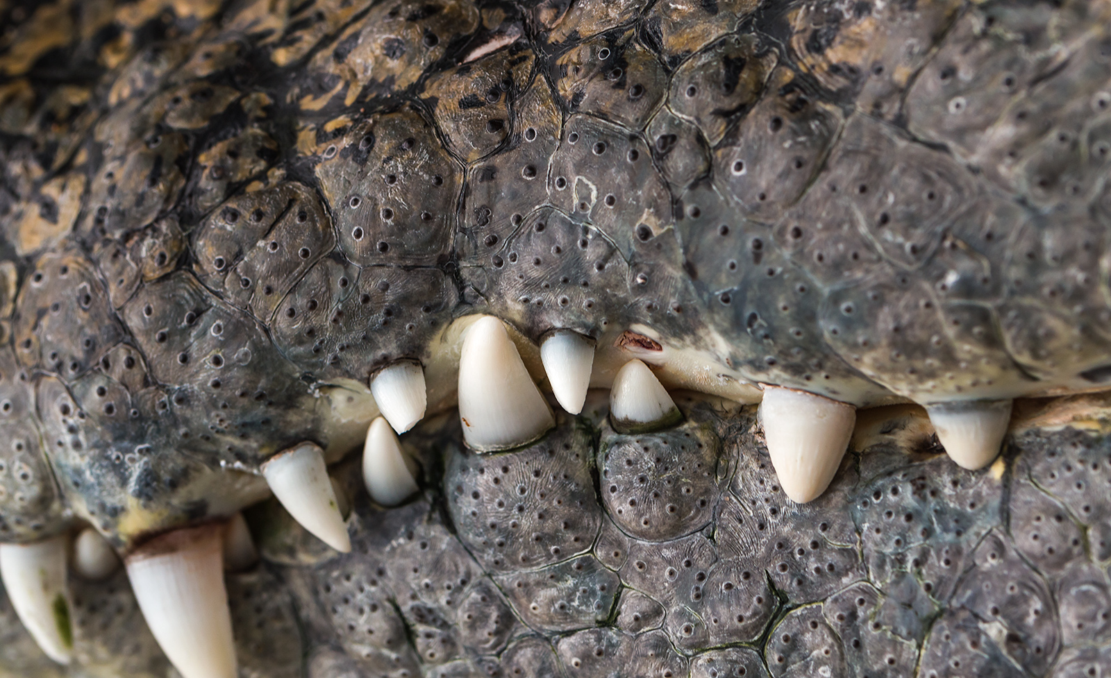 Crocodile detail