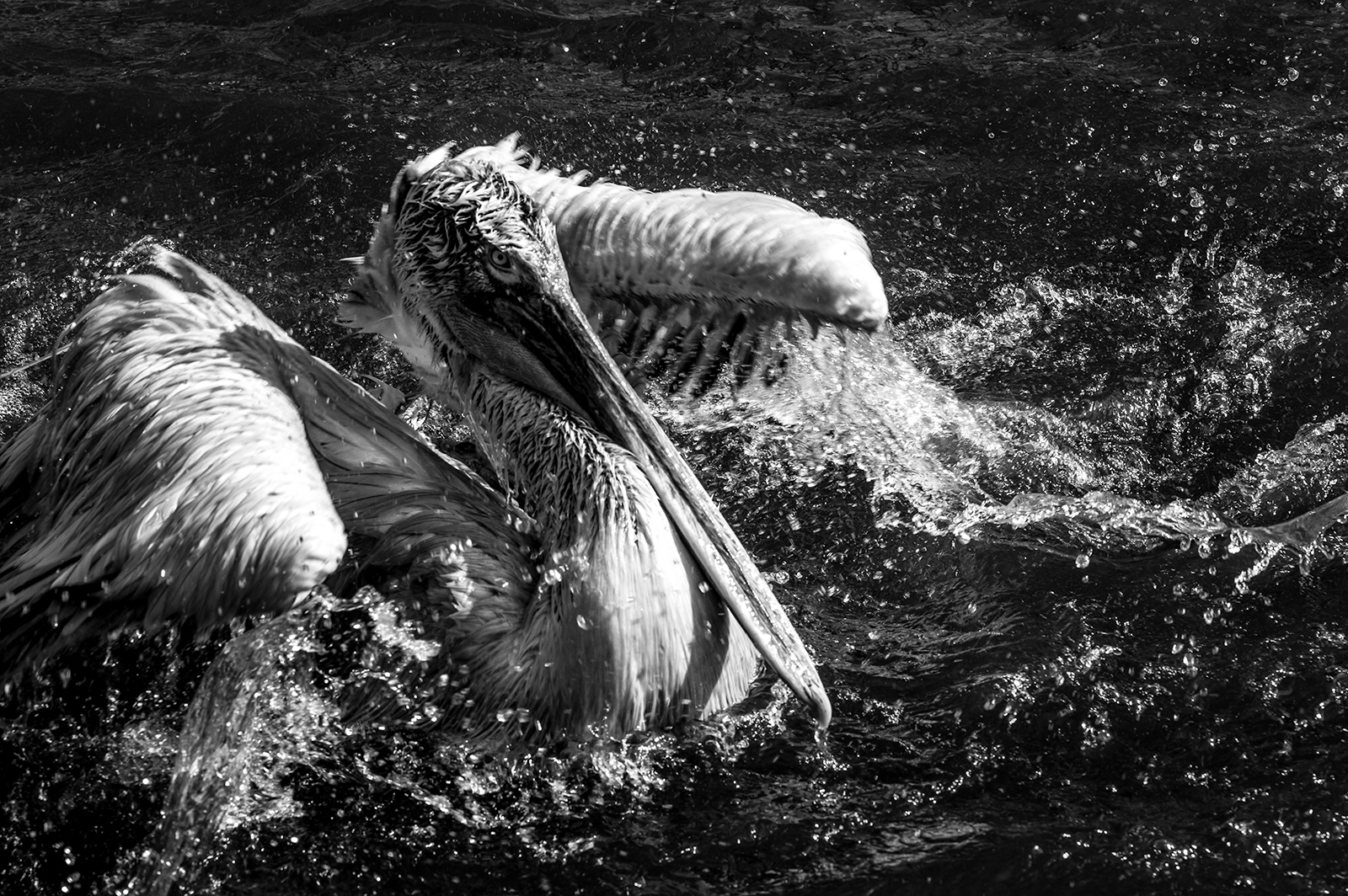 Pelican
