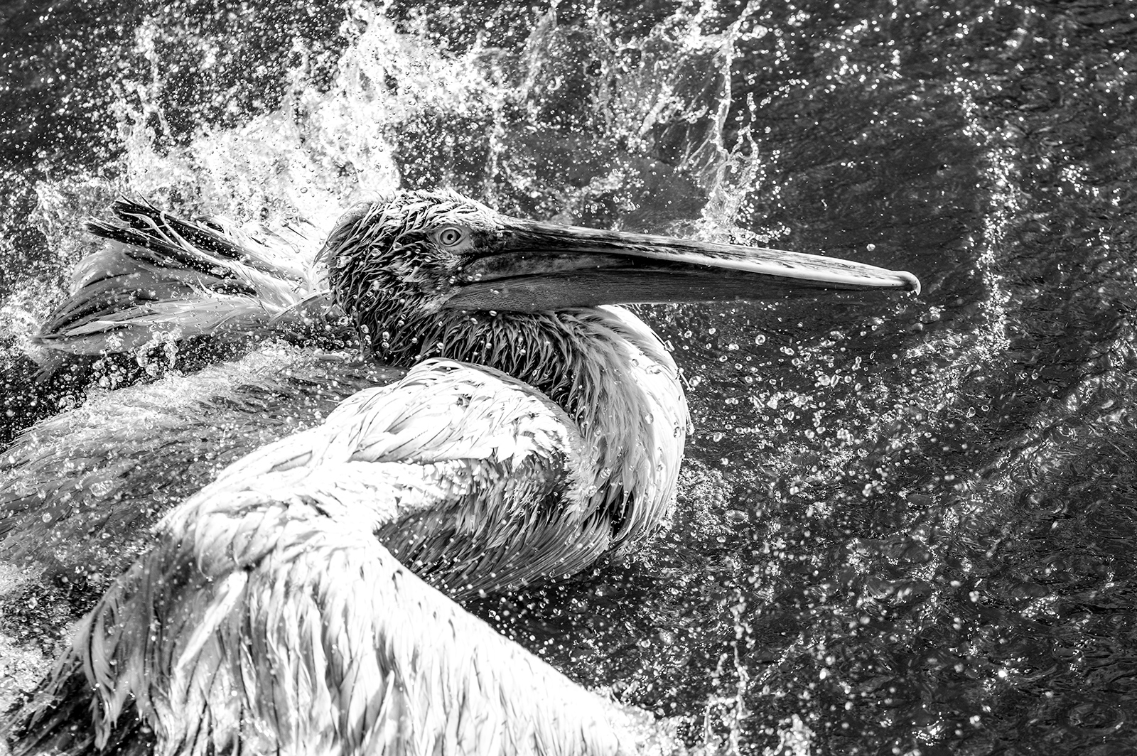 Pelican