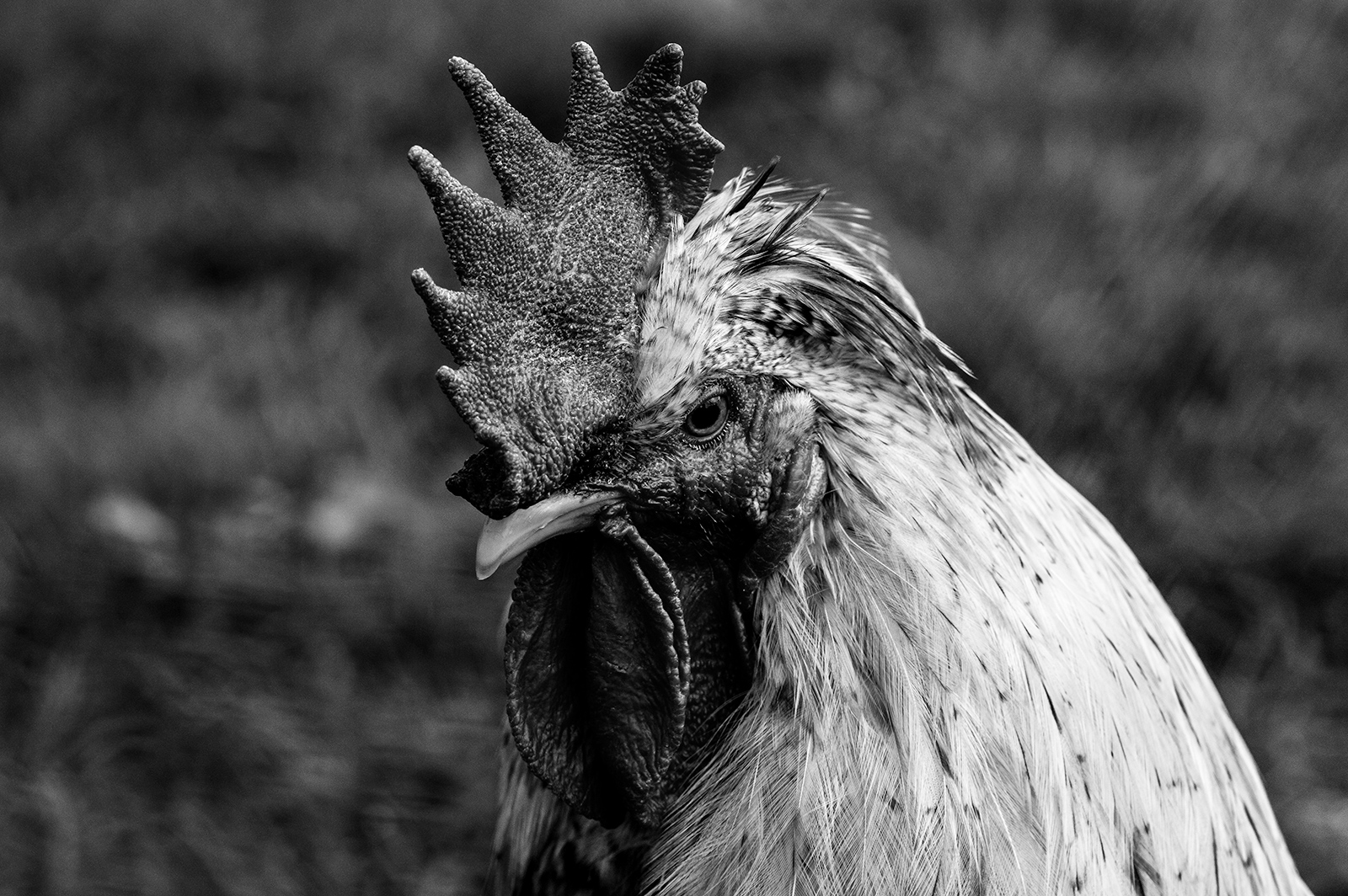 Rooster